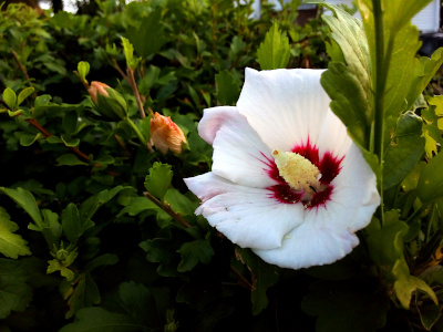 [A front side view of a single white bloom with its overlapping petals spread nearly flat. The inner portion of each petal is deep red. The conical stamen protruding from the center is yellow.]